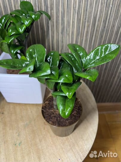 Замики зннзи жук.Замиокулькас зензи 9/20