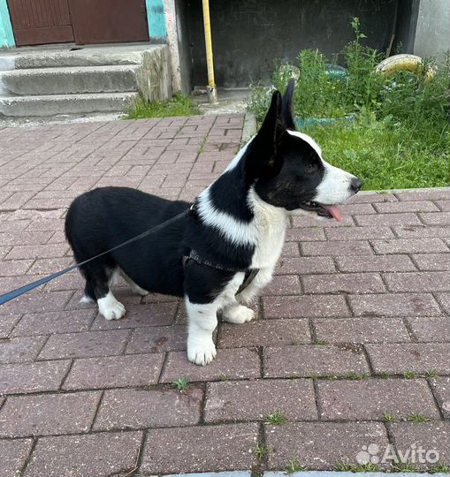 Вельш Корги Кардиган девочка )