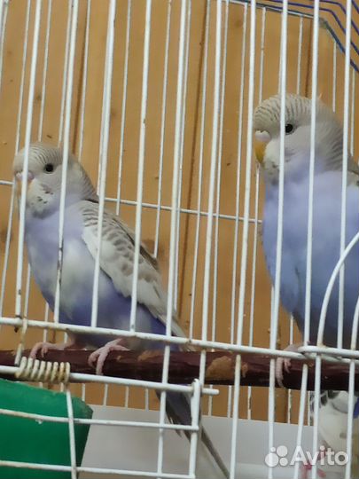 Попугайчики домашнего разведения