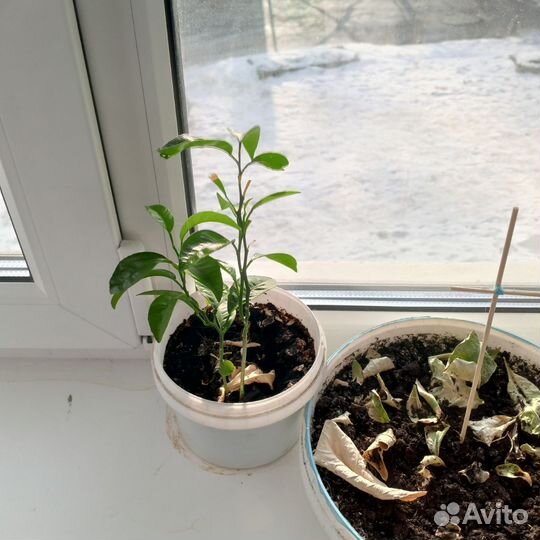 Мандариновое дерево в горшке