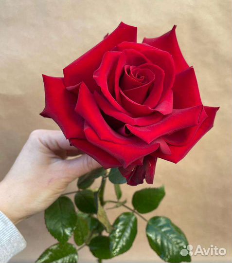 Роза уральская, Эксплорер, хризантема кустовая