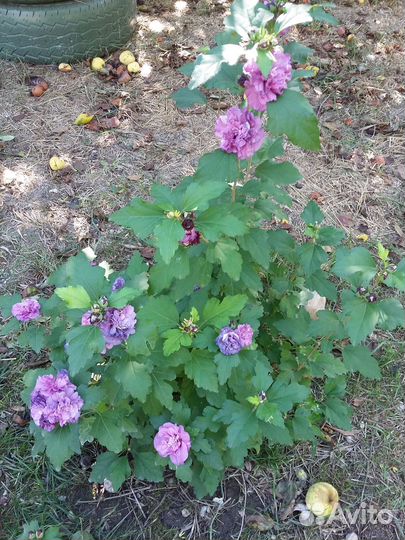 Гибискус сирийский