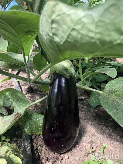 Домашние овощи. Куриные яйца домашние