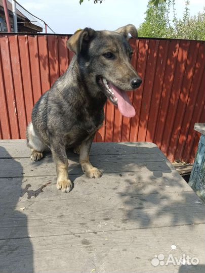 Девочка коротколапая