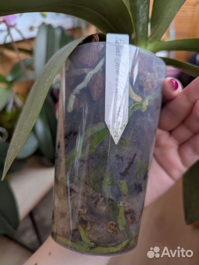 Орхидея бабочка Fullers Gold Stripe