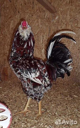 Инкубационные яйцо Амераукана Араукана Легбар