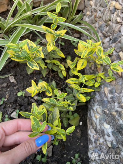 Бересклет за шоколад