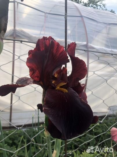 Ирисы бородатые