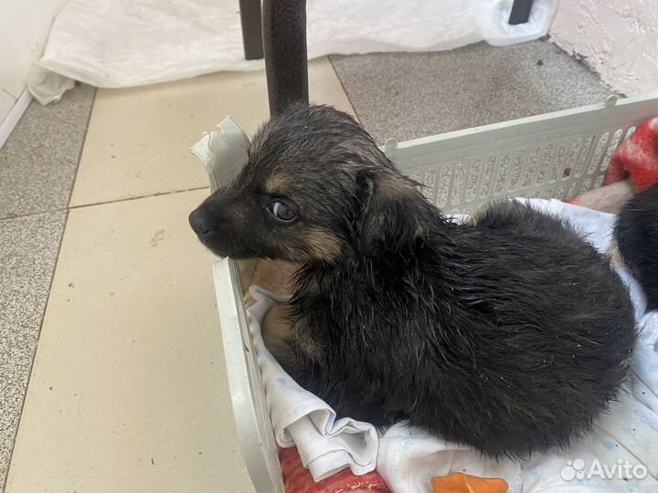 Щенок в добрые руки бесплатно