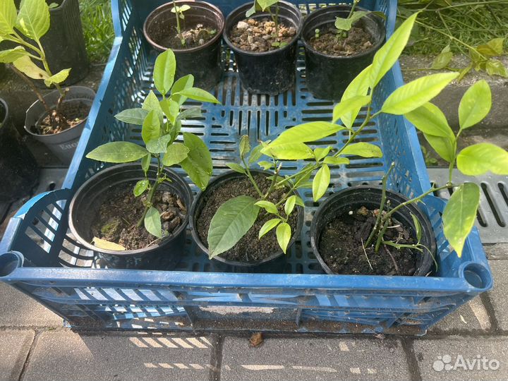 Саженцы черной смородины