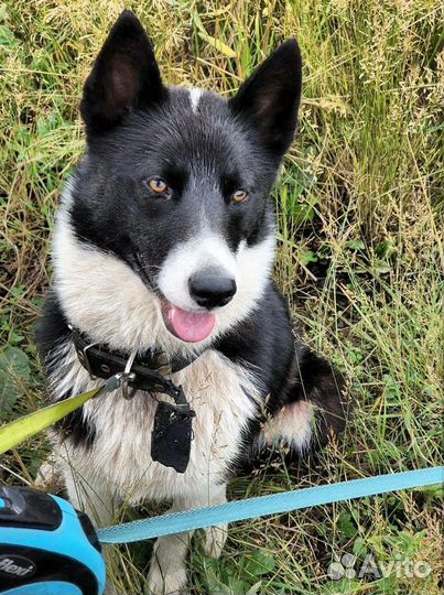 Лайка Ча-Руш