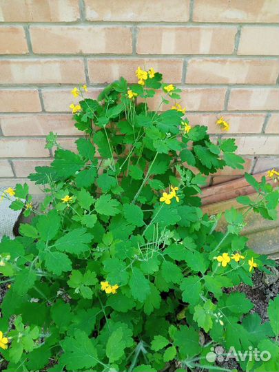 Чистотел семена