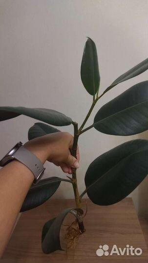 Фикус каучуконосный