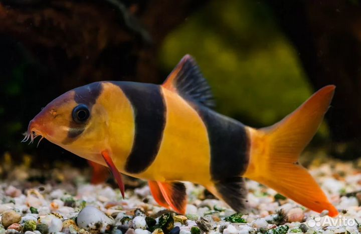 Боция Клоун 5-6см в магазине рыбки аквариумы