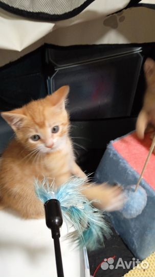 Котята.Домашние рыжики выброшены в поле. 1,5 мес