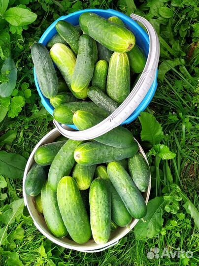 Огурцы свежие домашние