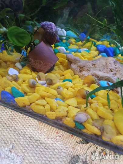 Улитки аквариумные ампулярии