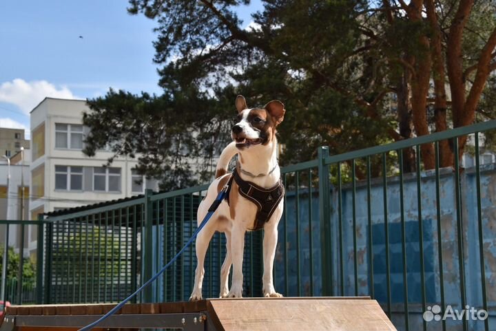 Услуги фотографа-анималиста