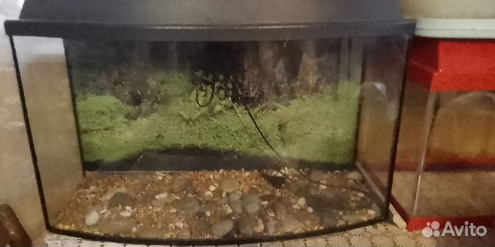 Аквариум панорамный