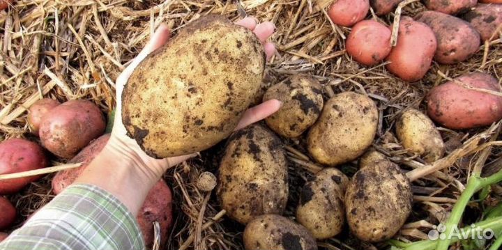 Картофель свежий,морковь,свекла,капуста