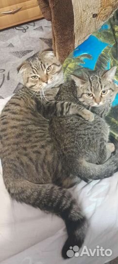 Котята ищут дом