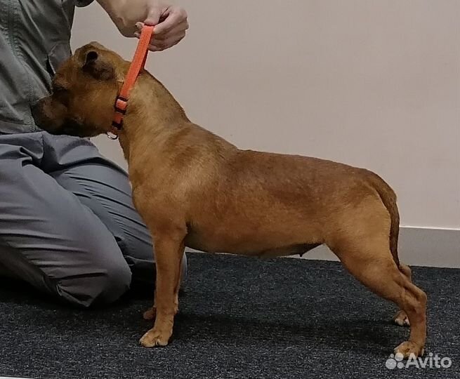 Щенок стаффордширского бультерьера