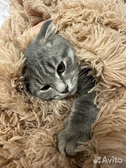 Британский кот