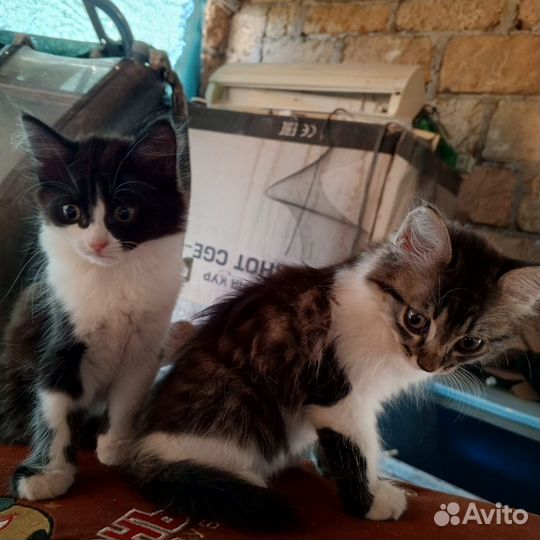 Красивые котята ищут дом