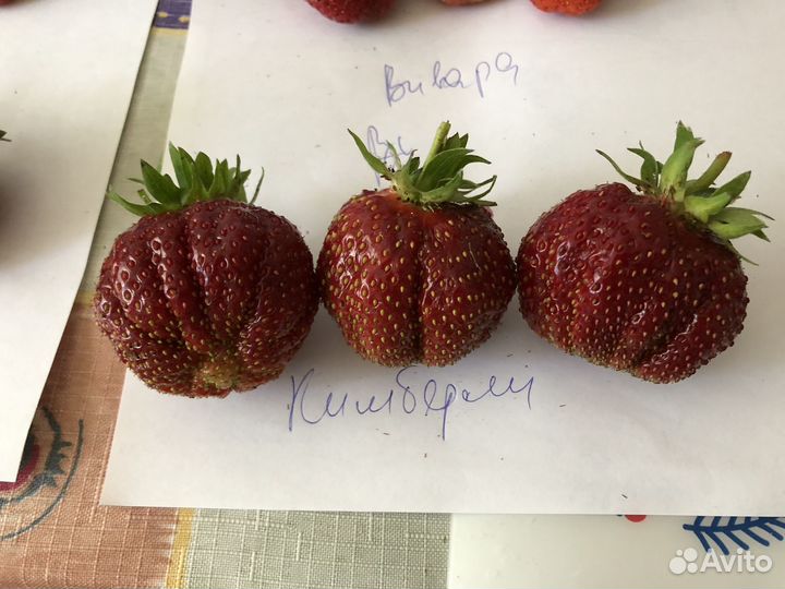 Клубника саженцы Кимберли 70 р