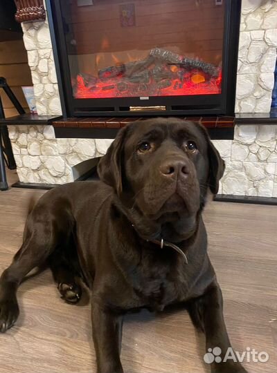 Вязка собак лабрадор