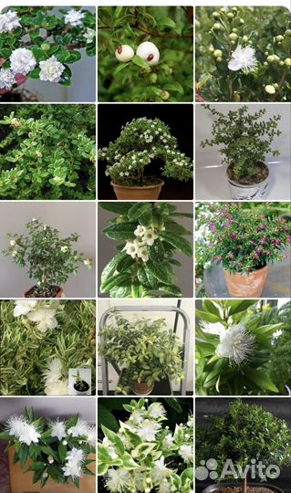 Миртовые растения. Бугенвиллия. Гранат