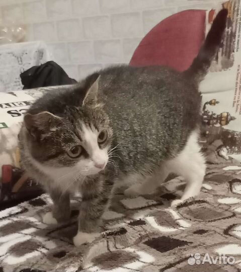 Кошка в дар бесплатно