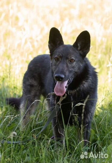 Игривый Лунтик в добрые руки