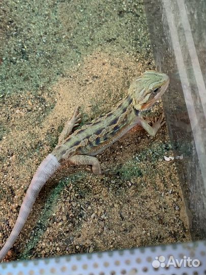 Бородатая агама самец