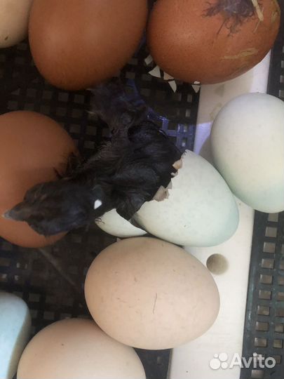 Инкубационное цветное(пасхальное )яйцо