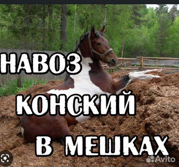 Продам конский навоз