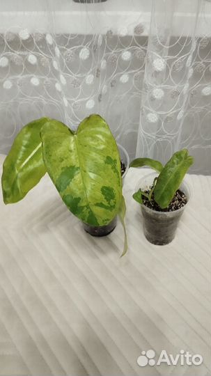 Комнатные цветы