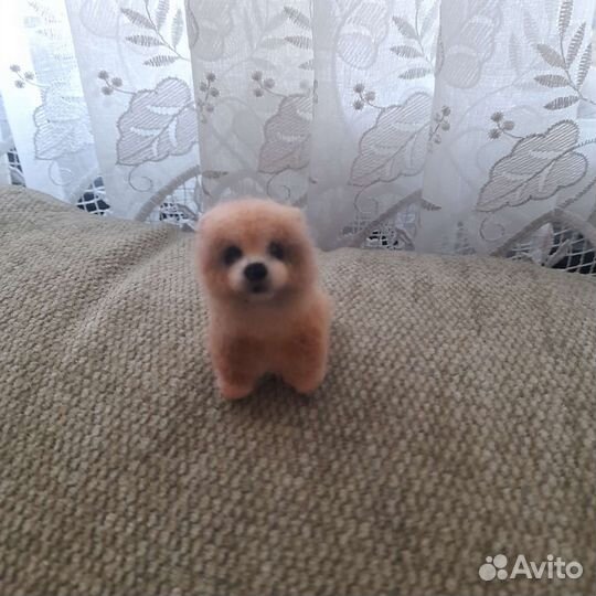 Миниатюрный шпиц