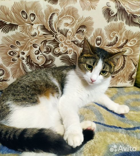 Отдам в добрые руки кошечку