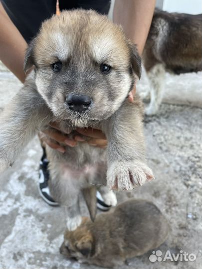 Собака хаски