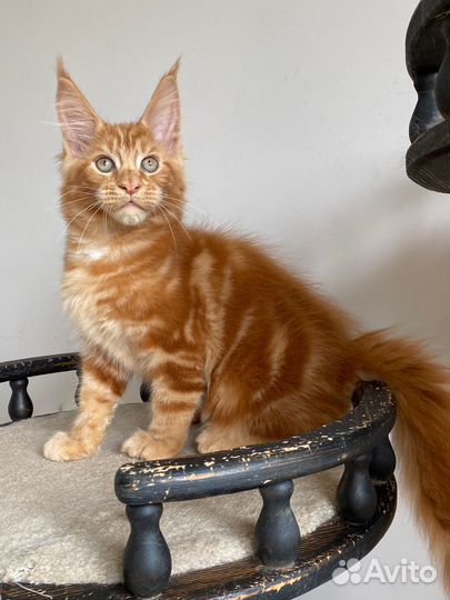Рыжий котенок мейкун