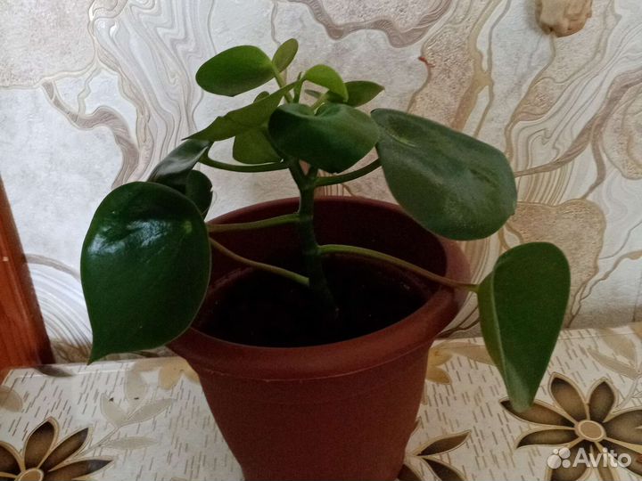 Пеперомия рейндроп