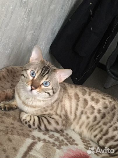 Вязка бенгальский кот