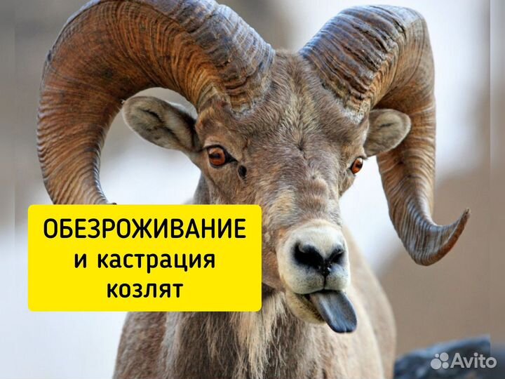 Обезроживание козлят