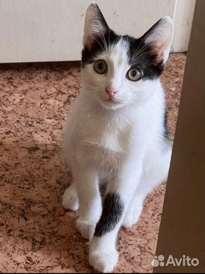 Черно белый котёнок