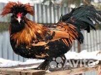 Китайские шелковые яйцо