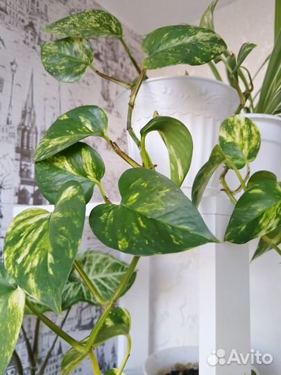 Комнатные цветы обмен и продажа