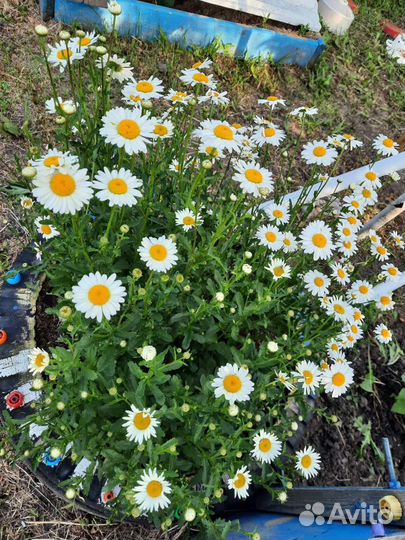 Ромашка садовая