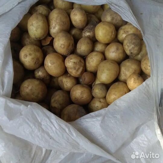 Картофель мелочь