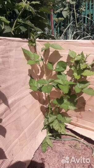 Саженец Ежевика Торнфри